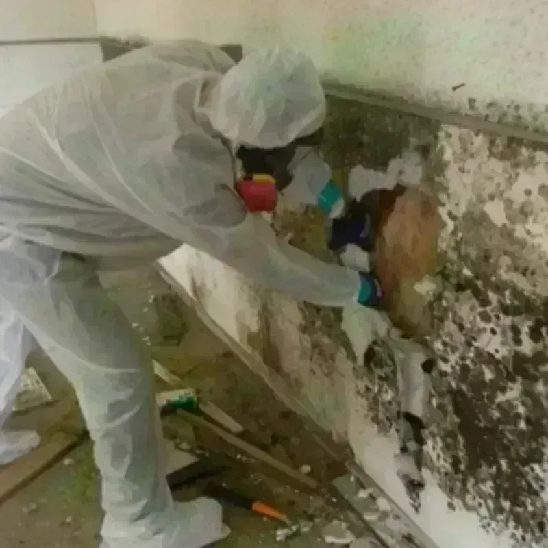 Mold Remediation and Removal in University Park, TX